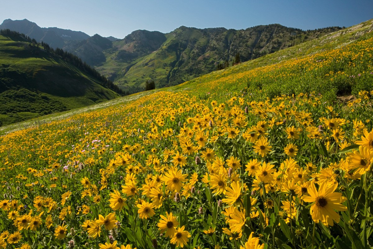 Summer Fun at Utah Ski Resorts Ski Utah