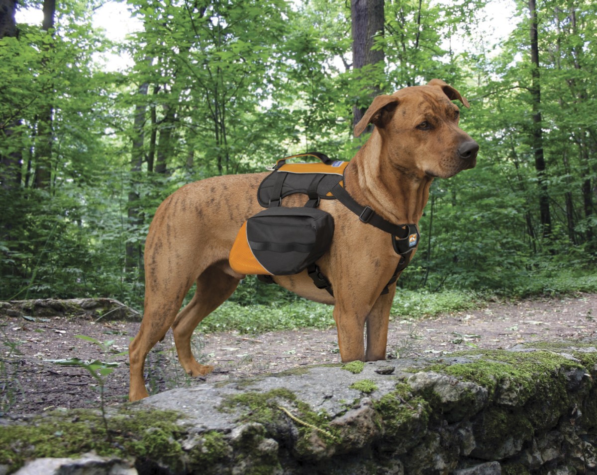 Dog Friendly Hiking Trails Near Me | ReGreen Springfield