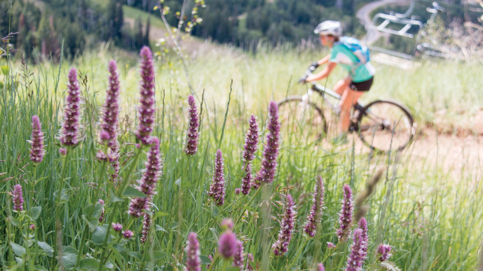 deer-valley-biking-in-wildflowerspng