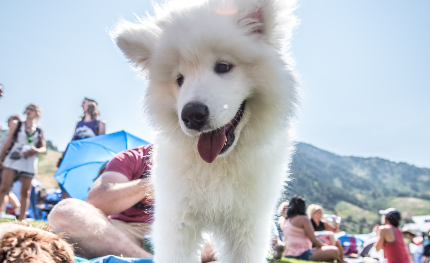 ski-utah-sb-pups.png
