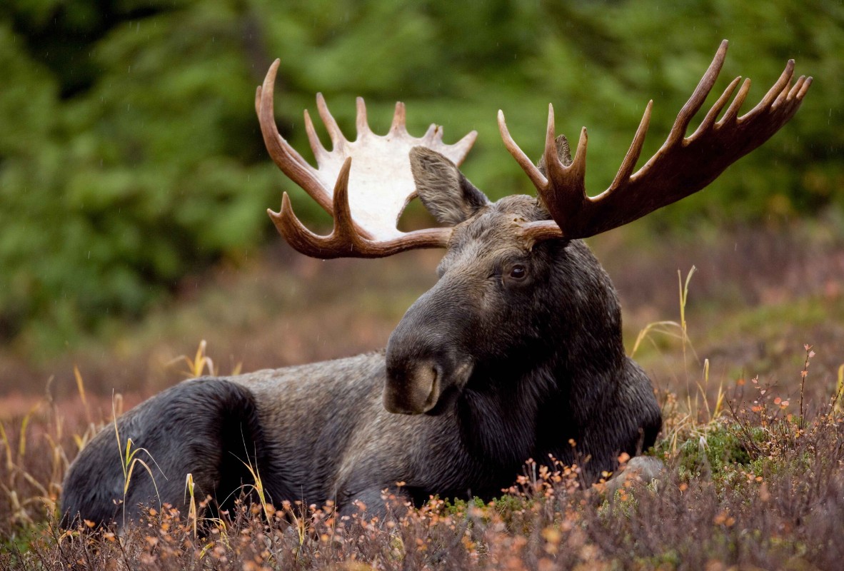 moose-wildlife-safety-guidepng
