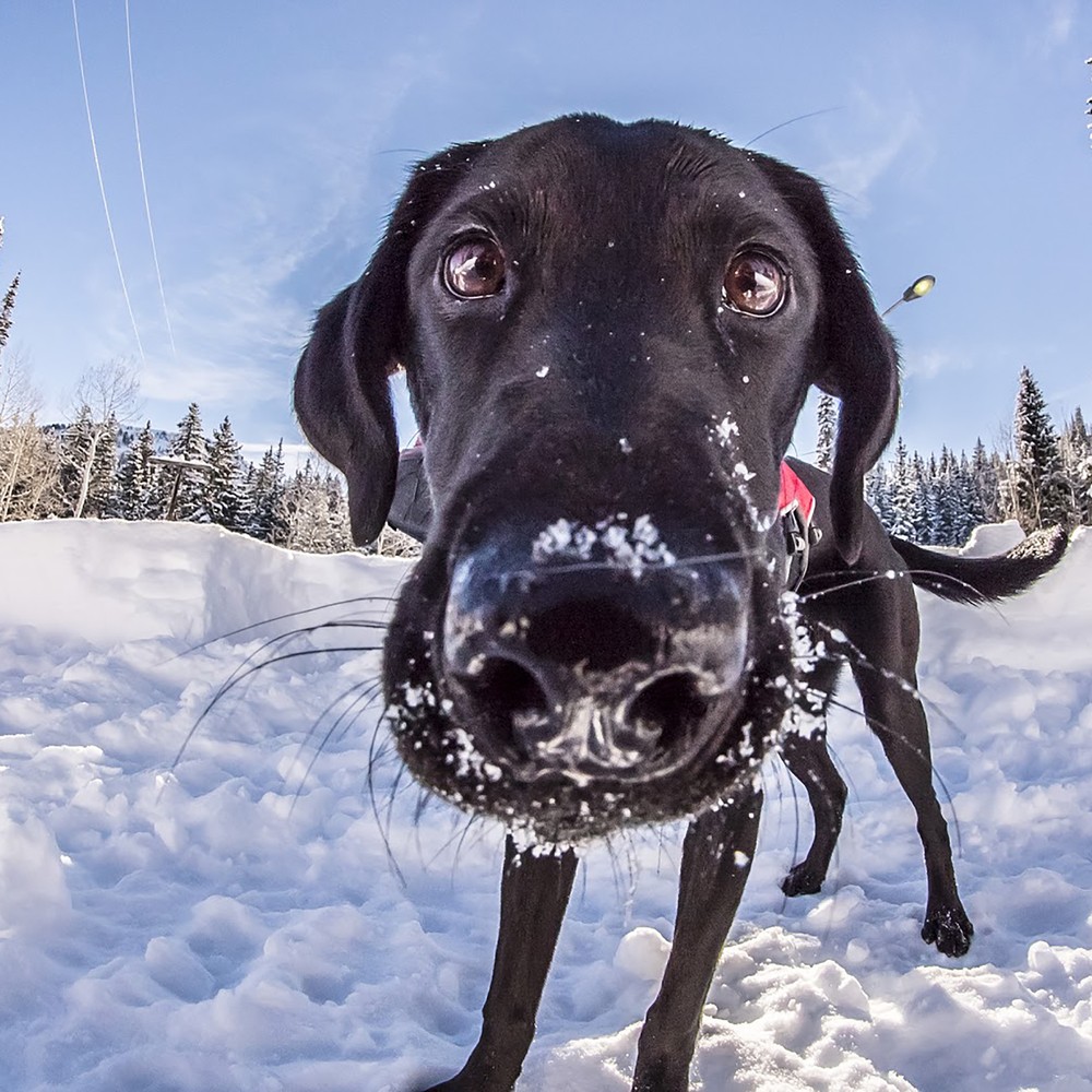 Image result for utah ski patrol dogs
