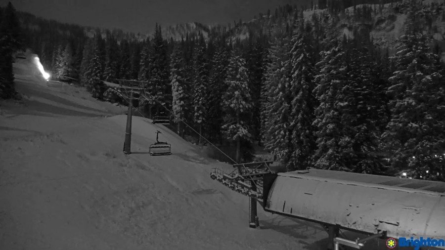 Molly Greens / Crest