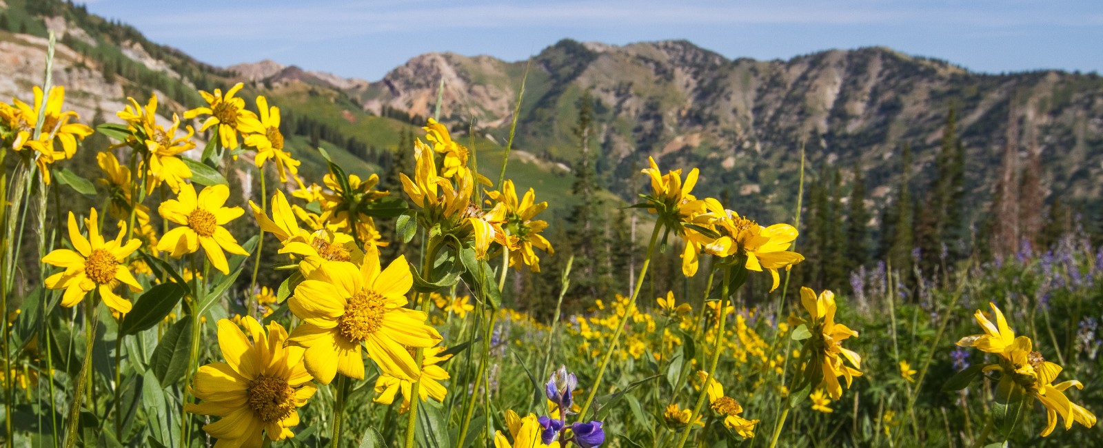 Stay Wild: The 10 Most Common Wildflowers in the Wasatch