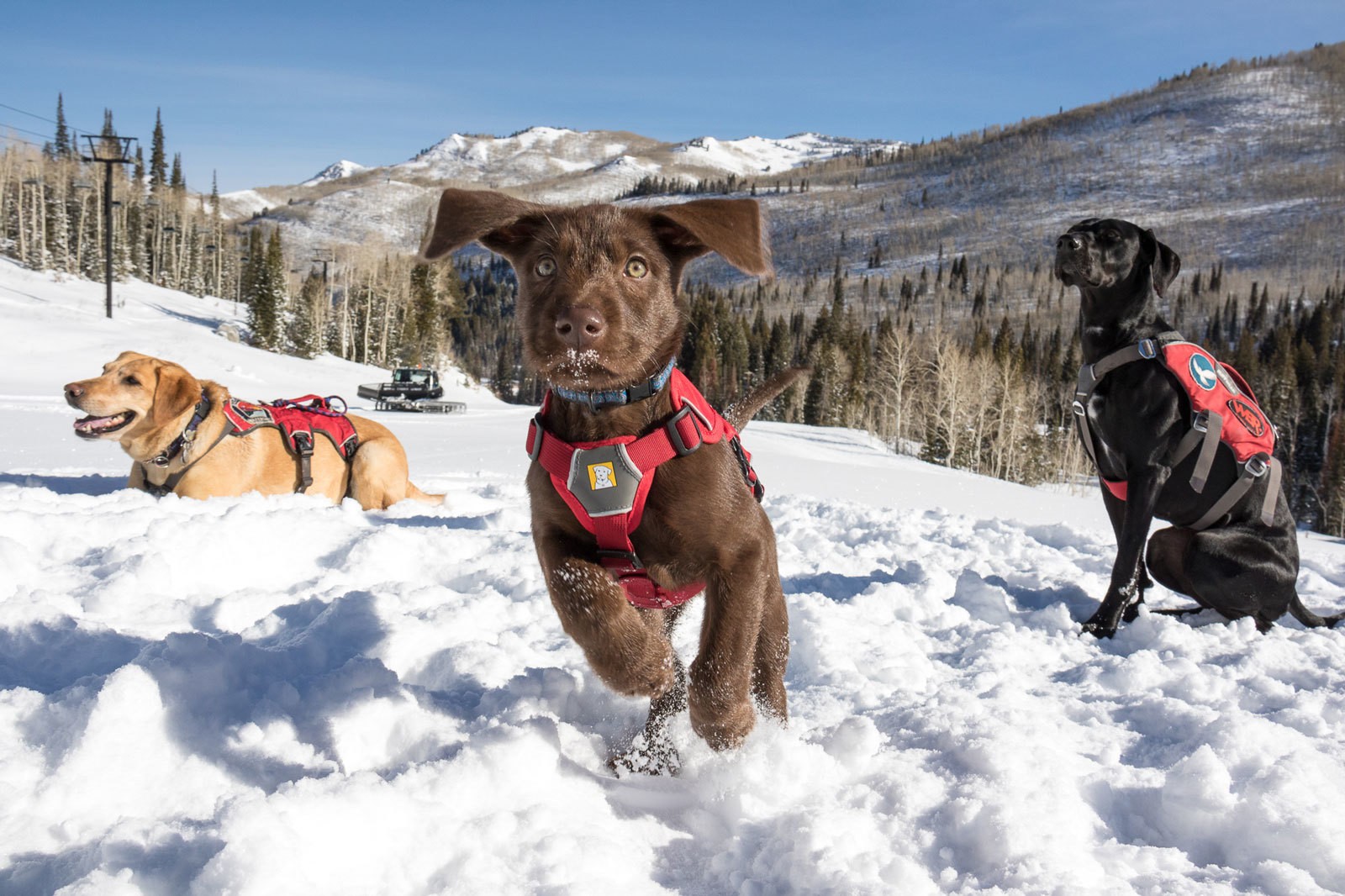Utah's Newest Avalanche Puppies