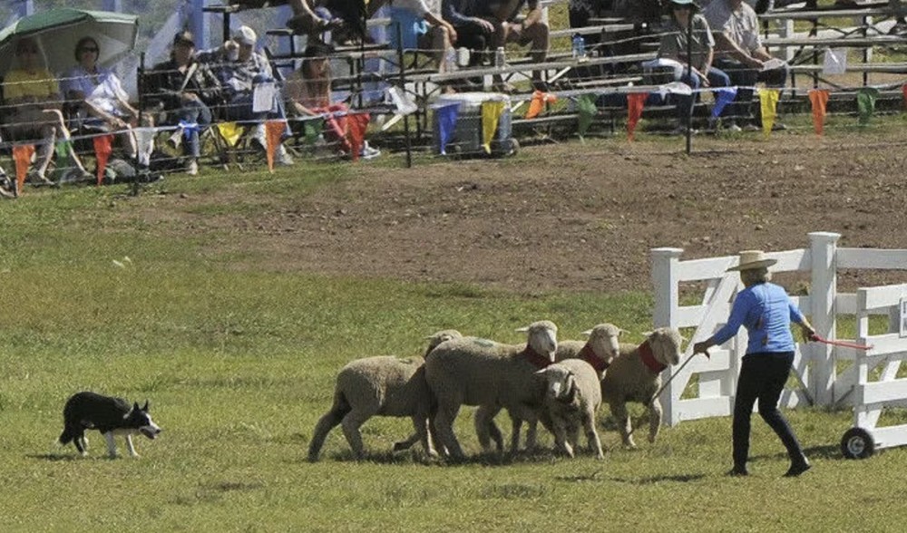 Classic Sheepdog Championship and Festival at Soldier Hollow